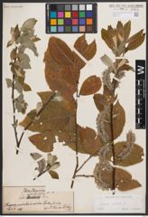 Foto von Salix caprea L.